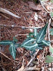 Chimaphila maculata