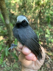 Myrmoborus leucophrys