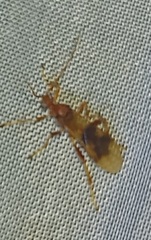 Trogomorpha arrogans