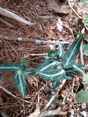 Chimaphila maculata