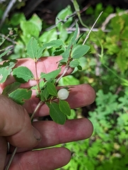 Symphoricarpos rotundifolius