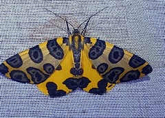 Pantherodes unciaria