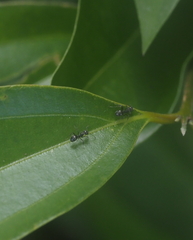 Dolichoderus thoracicus