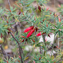Stenanthera conostephioides