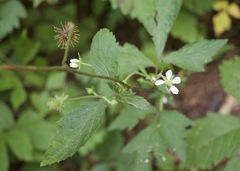 Geum canadense