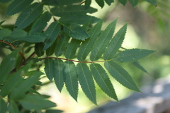Sorbus americana