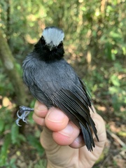 Myrmoborus leucophrys