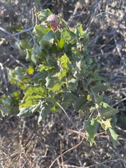 Prunus ilicifolia