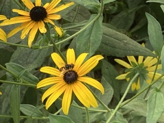 Eristalis transversa