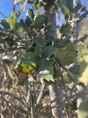 Prunus ilicifolia