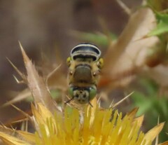 Anthophora fulvodimidiata