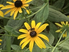 Eristalis transversa