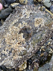 Hemigrapsus sanguineus