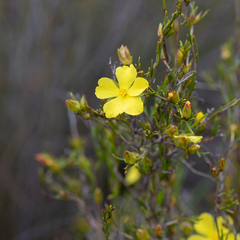 Hibbertia virgata