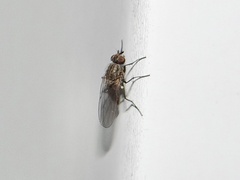 Fucellia