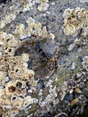 Hemigrapsus sanguineus