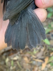 Myrmoborus leucophrys