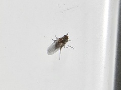 Fucellia