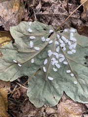 Pulvinaria hydrangeae