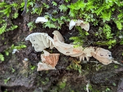 Entolomataceae