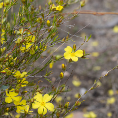 Hibbertia virgata
