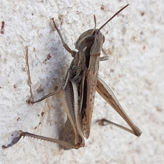 Euchorthippus elegantulus