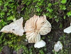 Entolomataceae