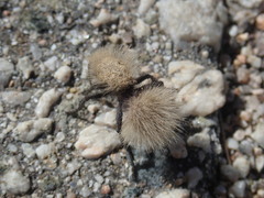 Dasymutilla sackenii