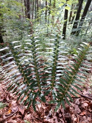 Polystichum acrostichoides