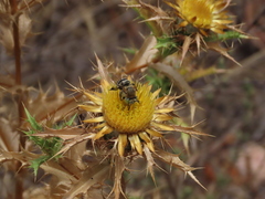 Anthophora fulvodimidiata