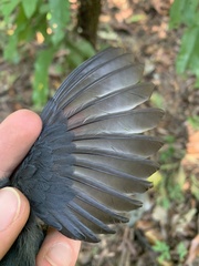 Myrmoborus leucophrys