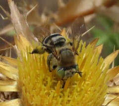Anthophora fulvodimidiata