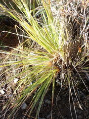 Chionochloa
