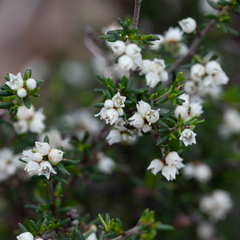 Cryptandra tomentosa
