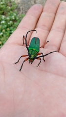 Plinthocoelium suaveolens