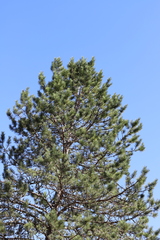 Pinus sylvestris