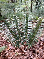 Polystichum acrostichoides