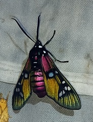 Chrysocale principalis