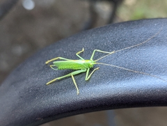 Meconema thalassinum