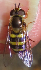 Eupeodes americanus
