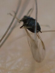 Aphis