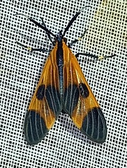 Dycladia correbioides
