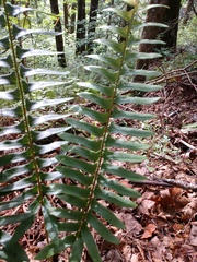 Polystichum acrostichoides
