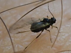 Aphis