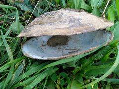 Pyganodon grandis