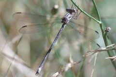 Archilestes californicus
