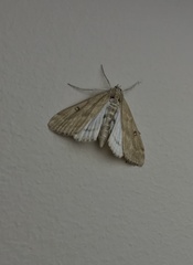 Parapoynx stratiotata