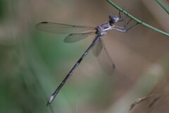 Archilestes californicus