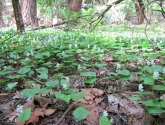 Maianthemum canadense
