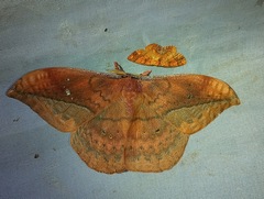 Copaxa multifenestrata